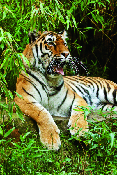 野生东北虎;老虎;犬瘟;疫苗