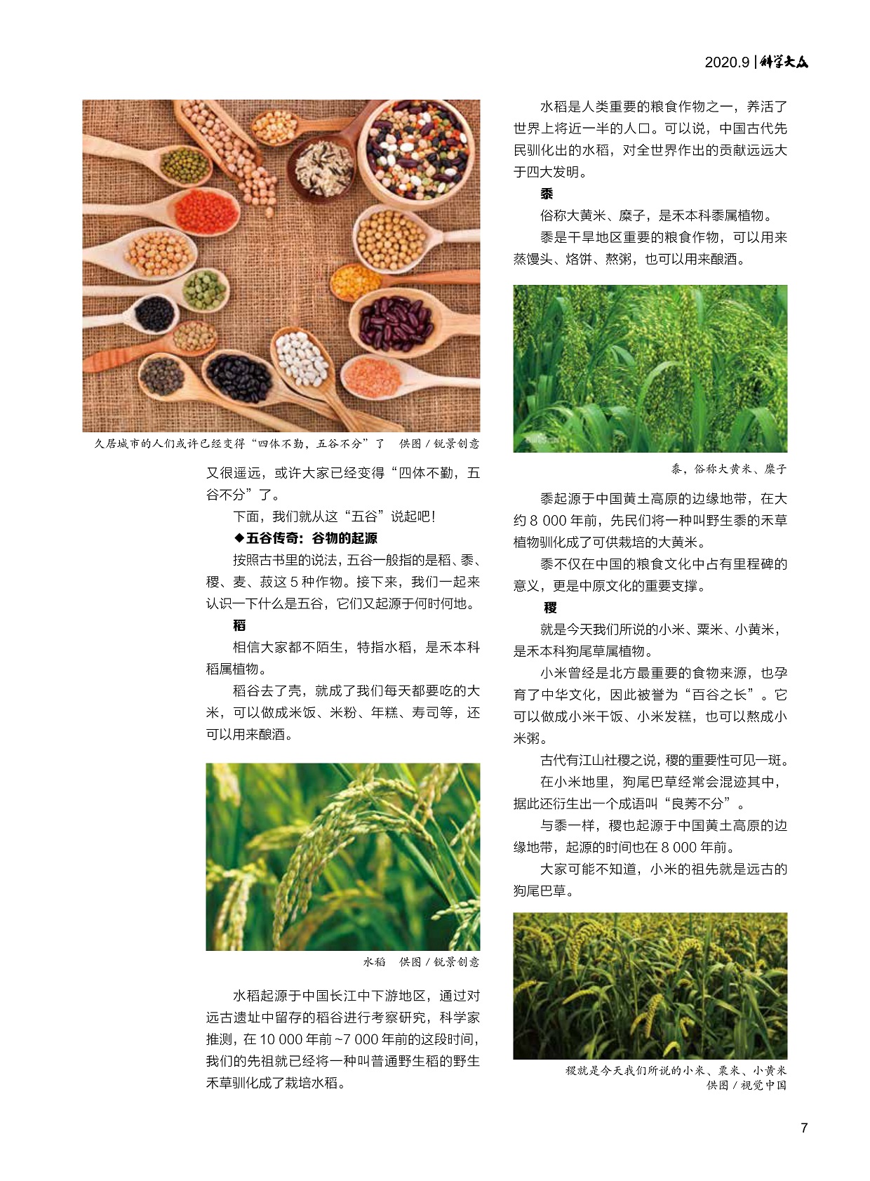 粮食;大米;水稻;小米