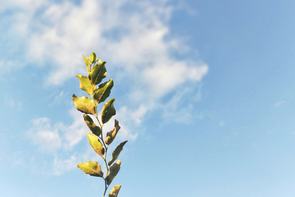 处暑;暑气;秋意