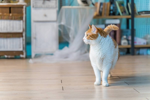 橘猫,养猫,宠物