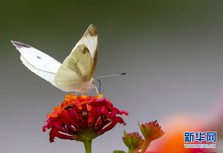 春季过敏,花粉过敏