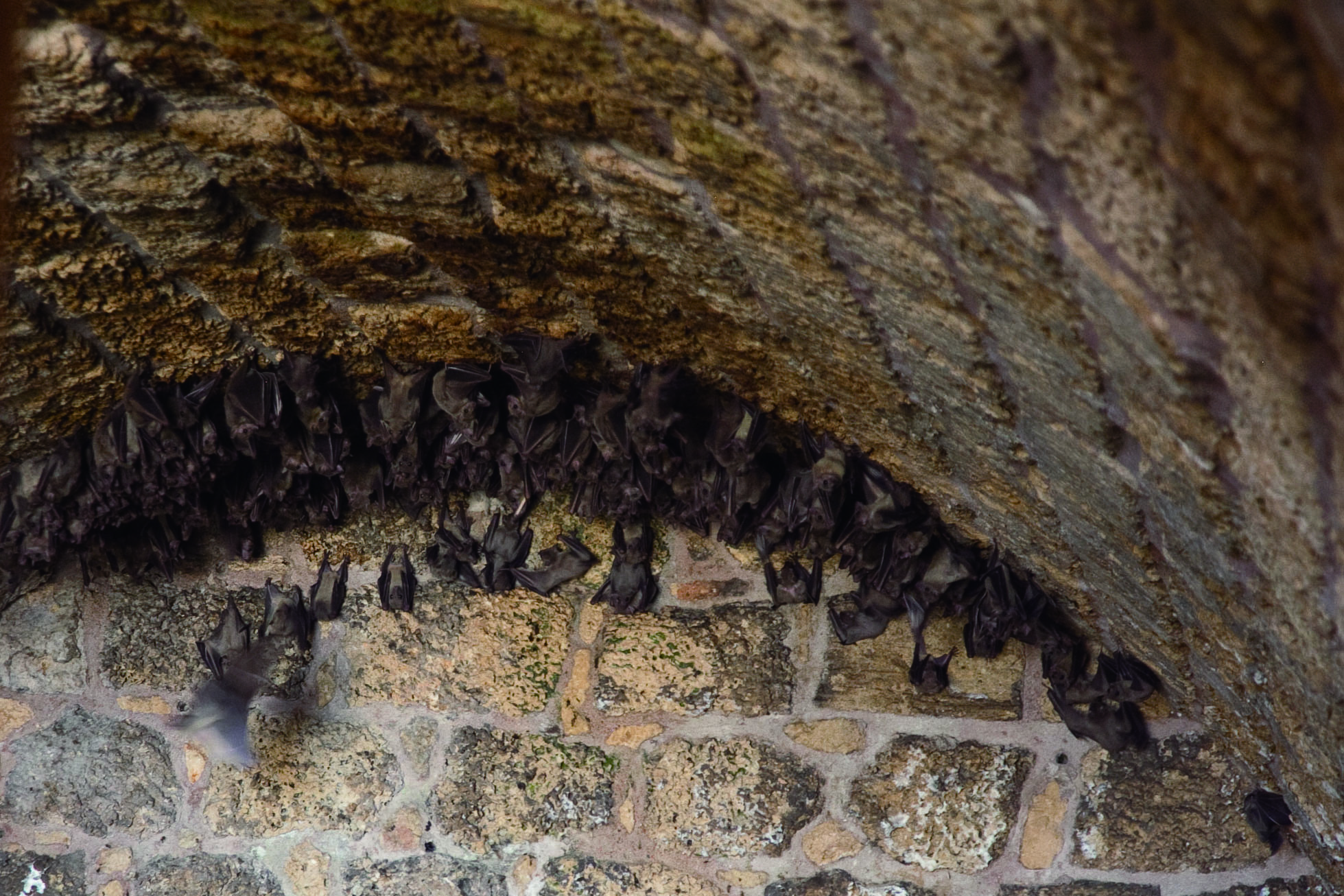 洞穴中的吸血蝠