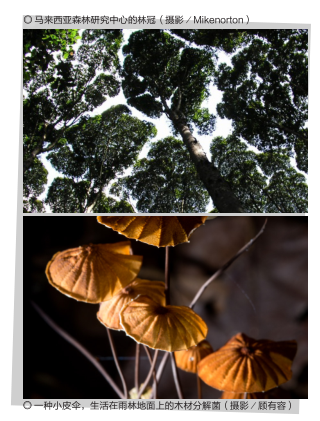 林冠,木材分解菌