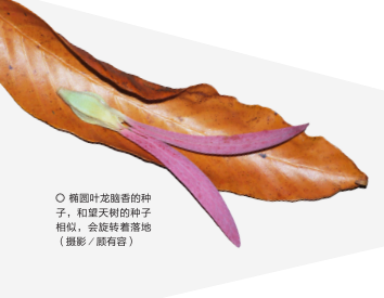 椭圆叶龙脑香种子