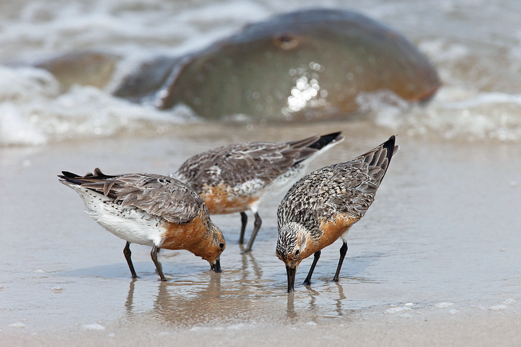 红腹滨鹬吃马蹄蟹的卵