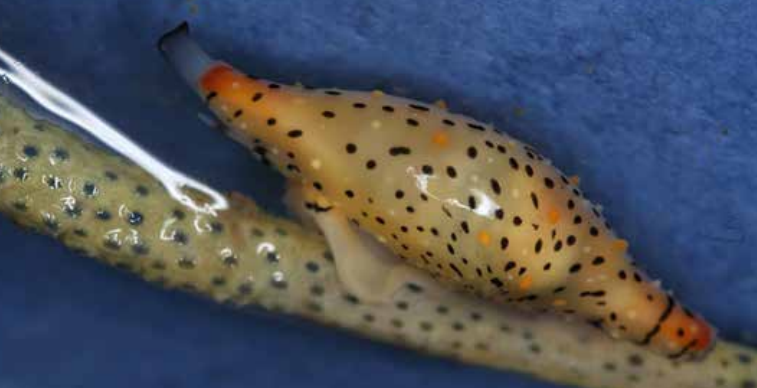 梭螺与寄主柳珊瑚