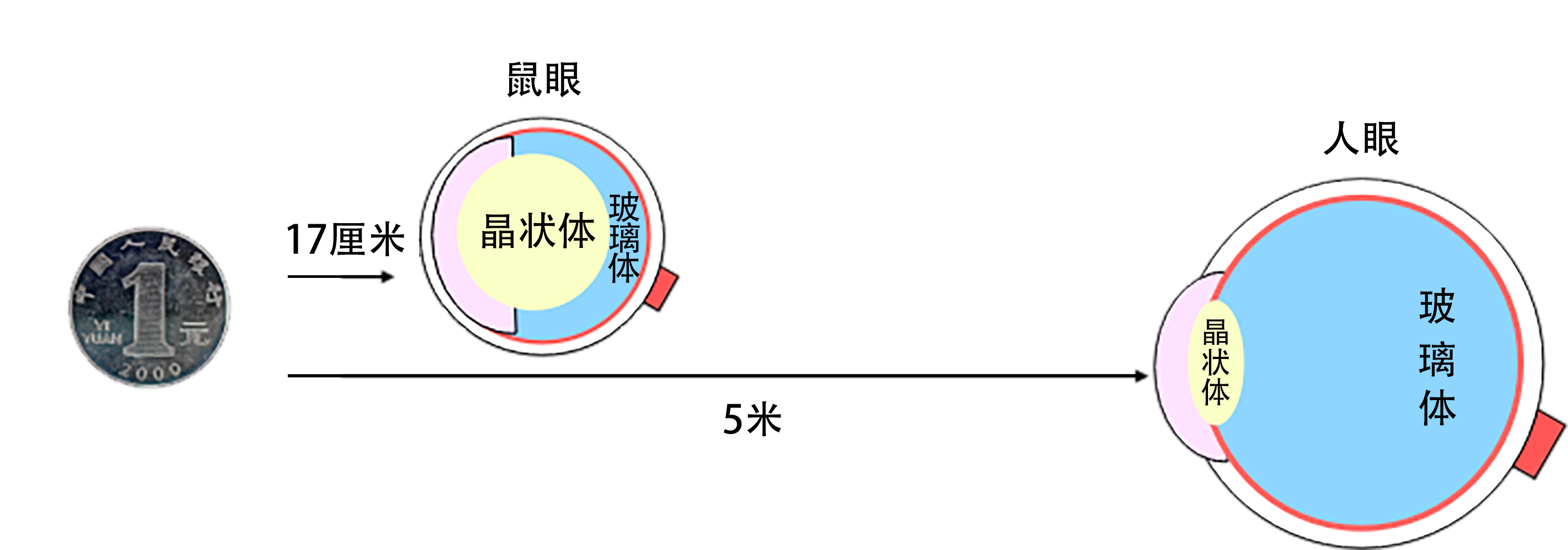 鼠目寸光;老鼠;视野