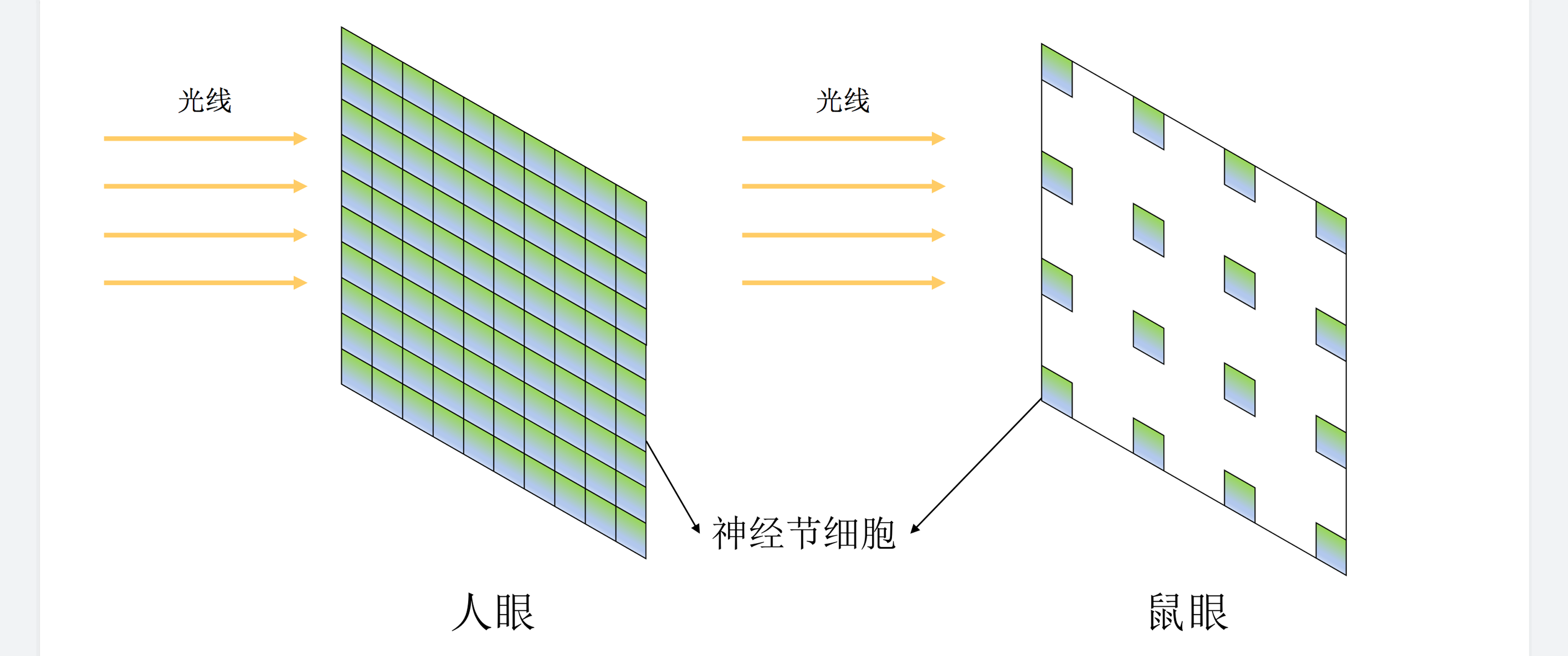 鼠目寸光;老鼠;视野