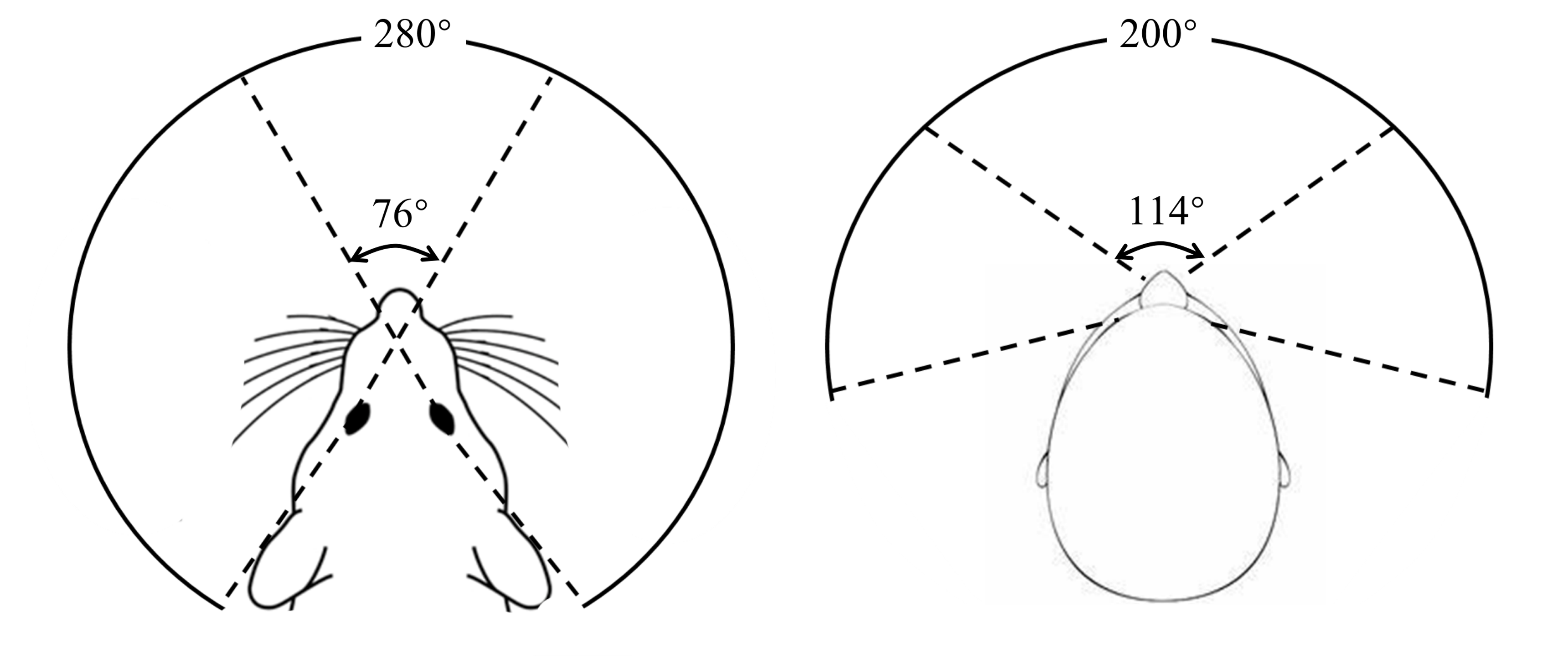 鼠目寸光;老鼠;视野