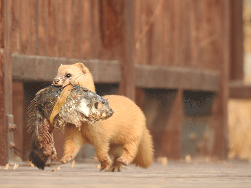 人与动物;和谐相处;荒野 人与动物;和谐相处;荒野