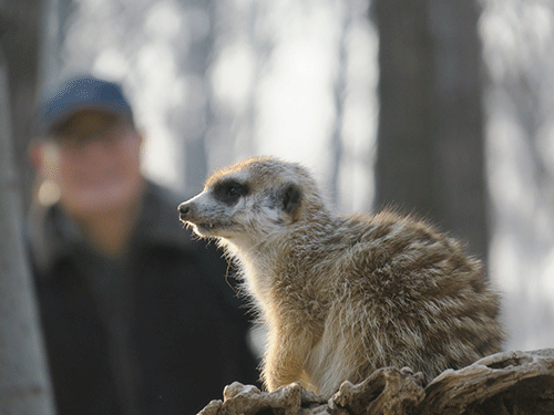人与动物;和谐相处;荒野 人与动物;和谐相处;荒野