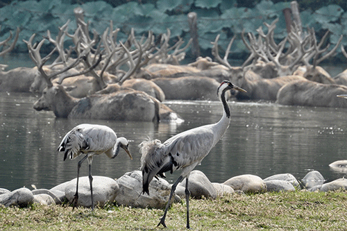 人与动物;和谐相处;荒野 人与动物;和谐相处;荒野