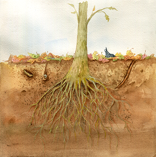 土壤;自然资源;生态功能