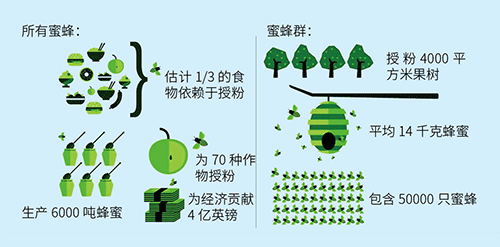 蜜蜂;农业生态系统
