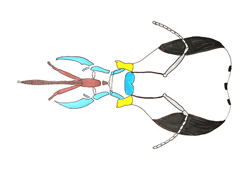 蜜蜂;农业生态系统