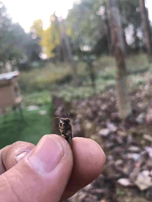 蜜蜂;农业生态系统