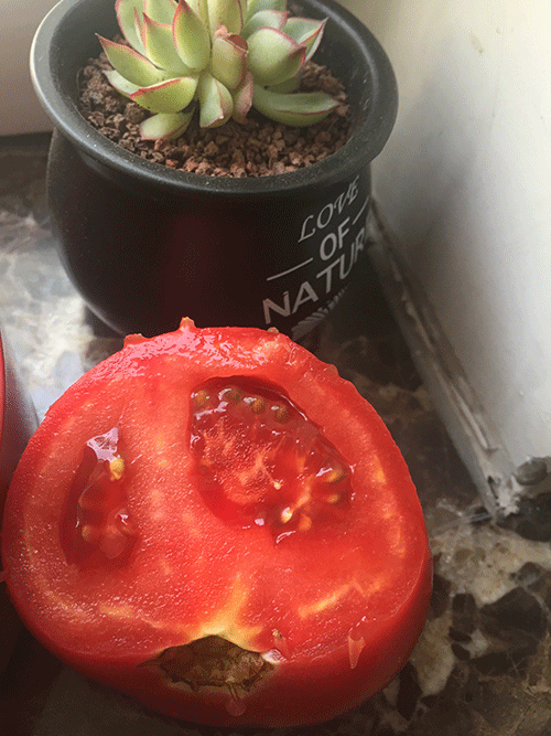 蜜蜂;农业生态系统