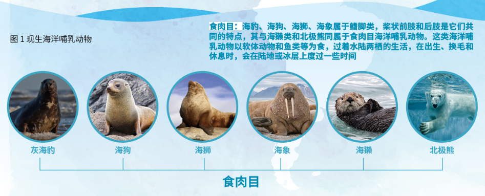 海洋;鲸;水生动物