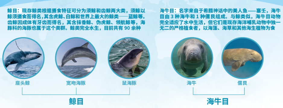 海洋;鲸;水生动物