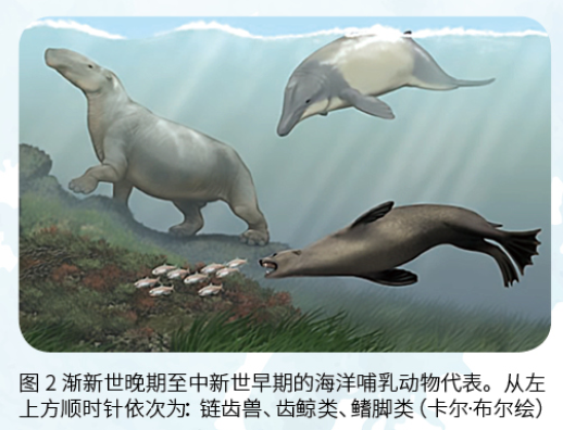 海洋;鲸;水生动物