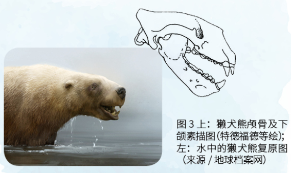 海洋;鲸;水生动物