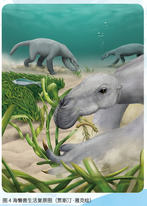 海洋;鲸;水生动物