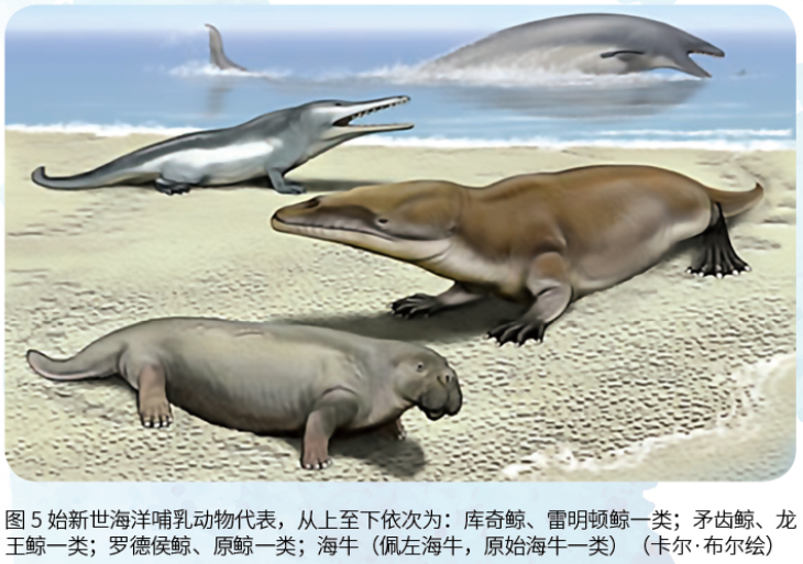 海洋;鲸;水生动物