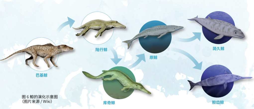 海洋;鲸;水生动物