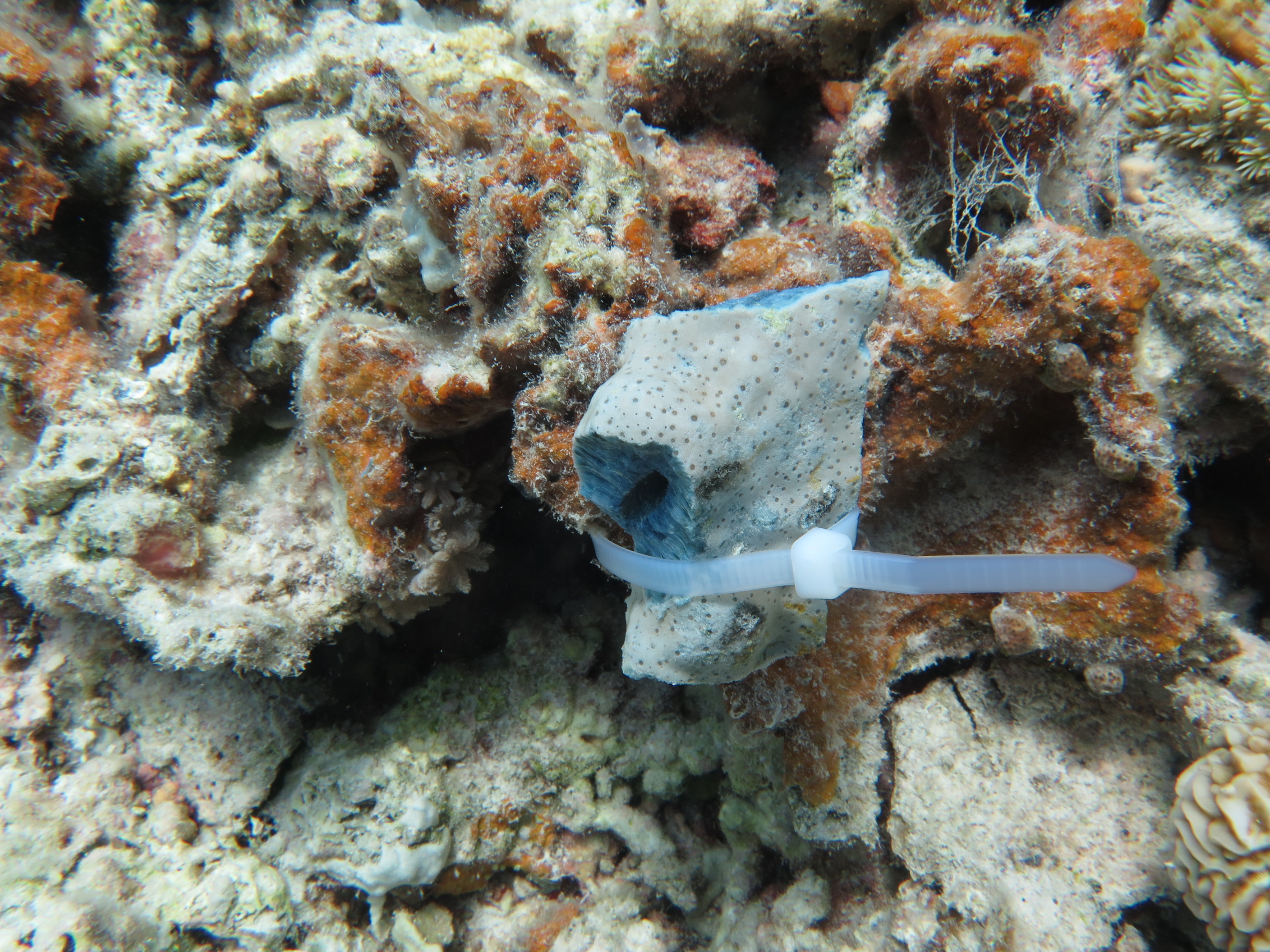 水产养殖;南海;珊瑚