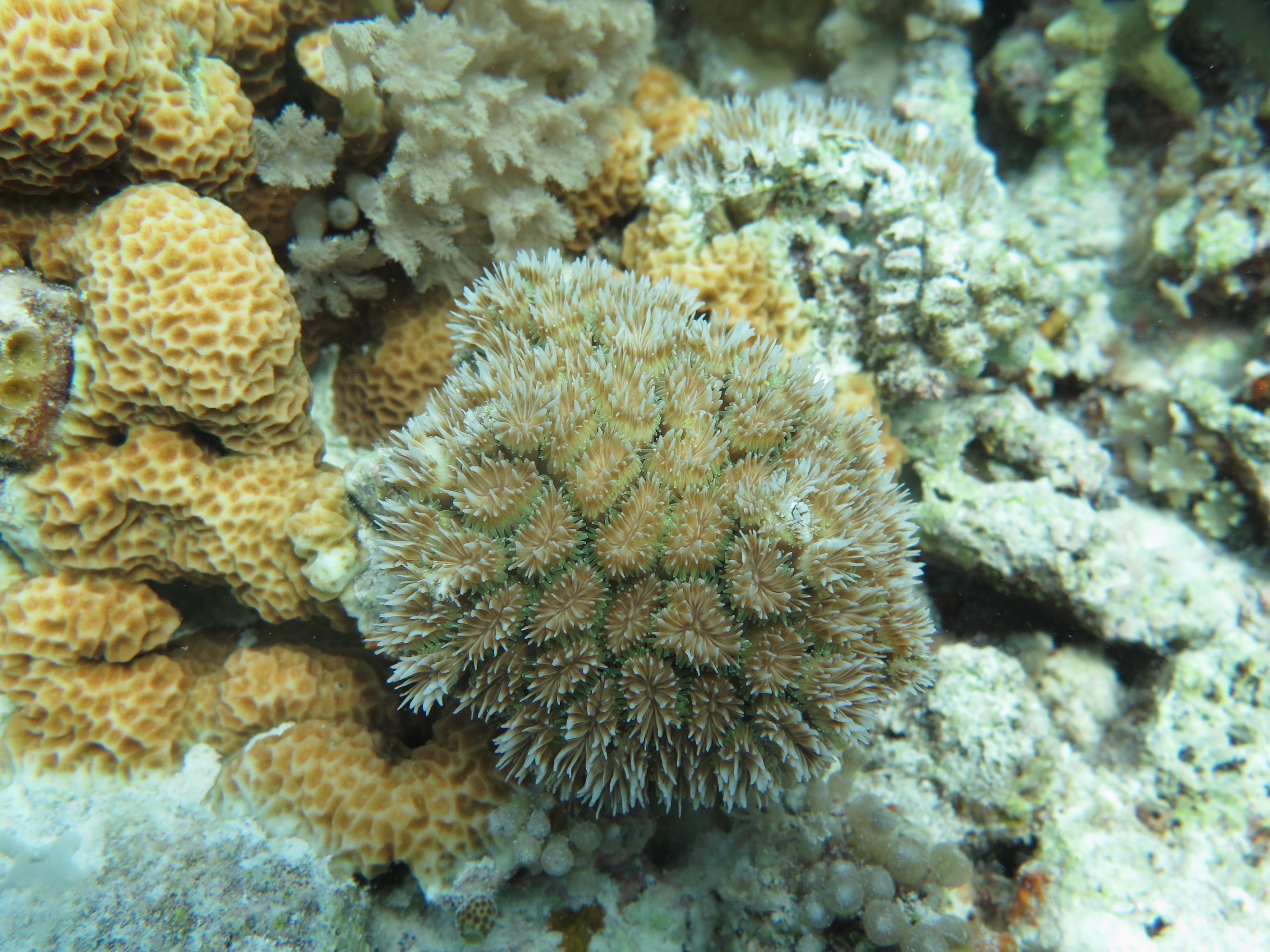 水产养殖;南海;珊瑚