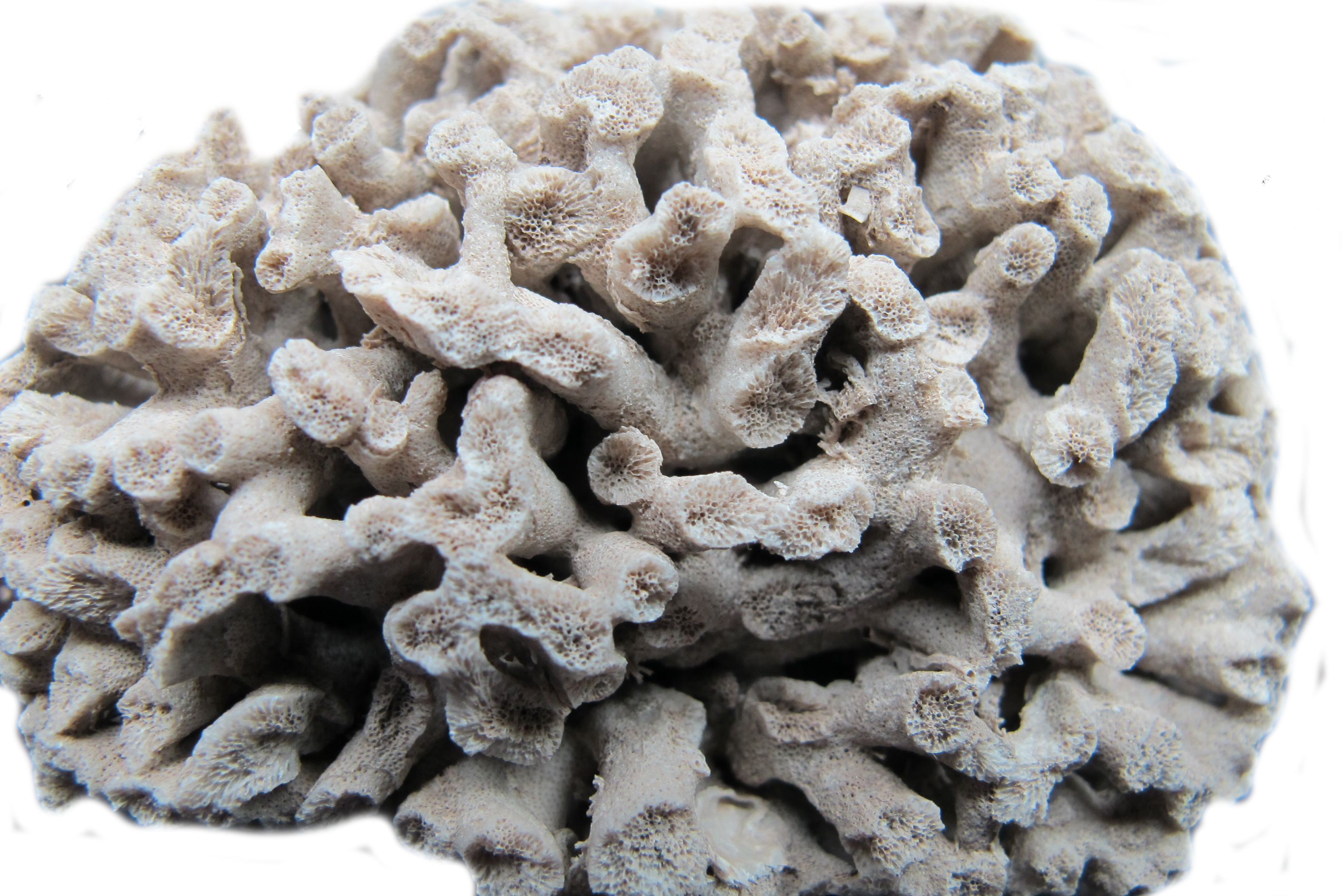 水产养殖;南海;珊瑚