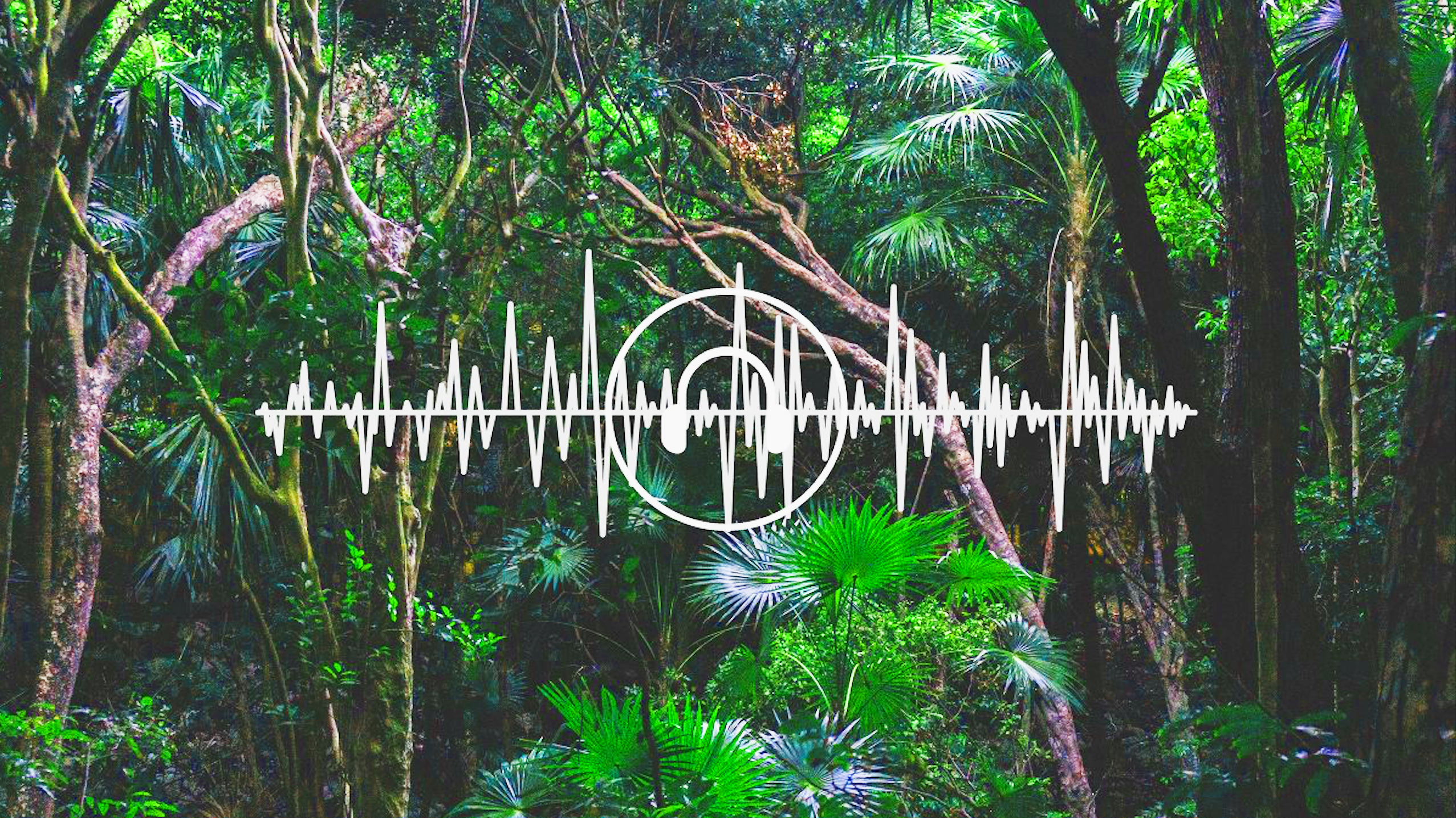 雨林;热带雨林;森林生态系统