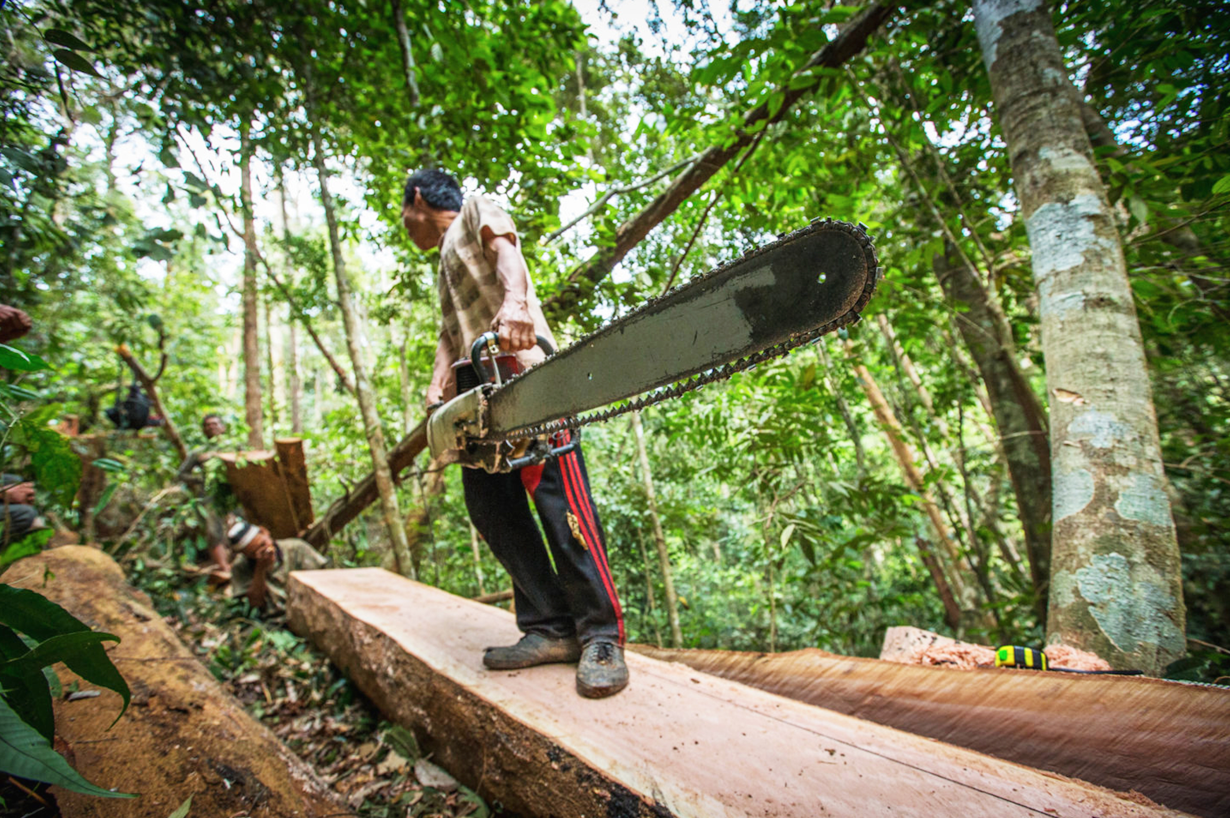 雨林;热带雨林;森林生态系统 雨林;热带雨林;森林生态系统