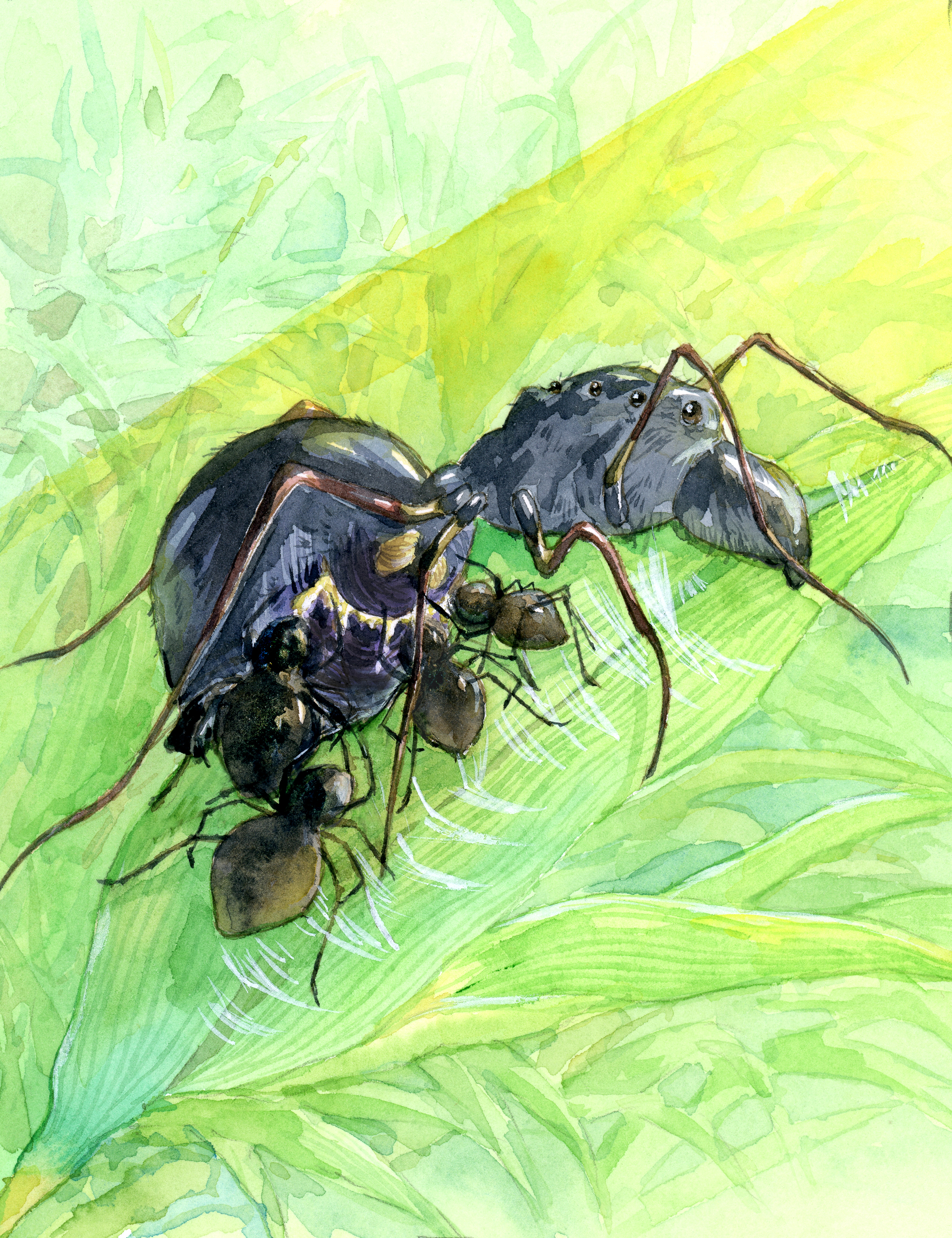 雨林蜘蛛侠;雨林;蜘蛛