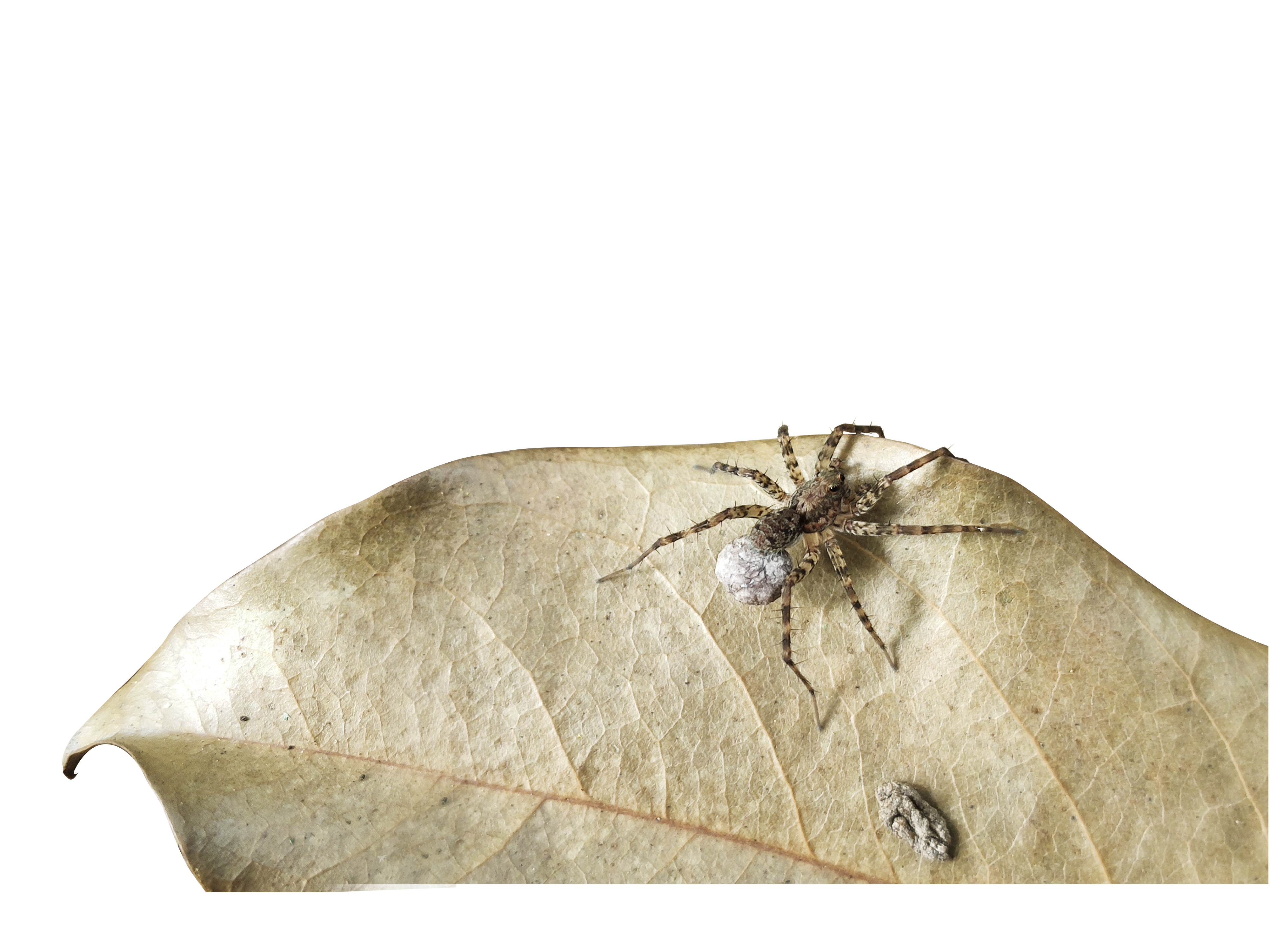 雨林蜘蛛侠;雨林;蜘蛛