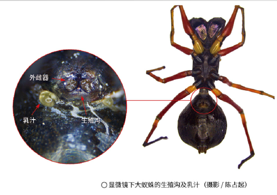 植物;植物研究;农业