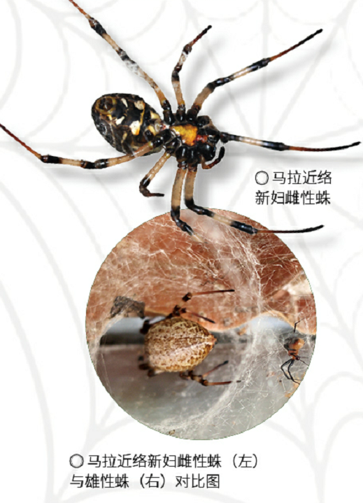 雨林蜘蛛侠;雨林;蜘蛛