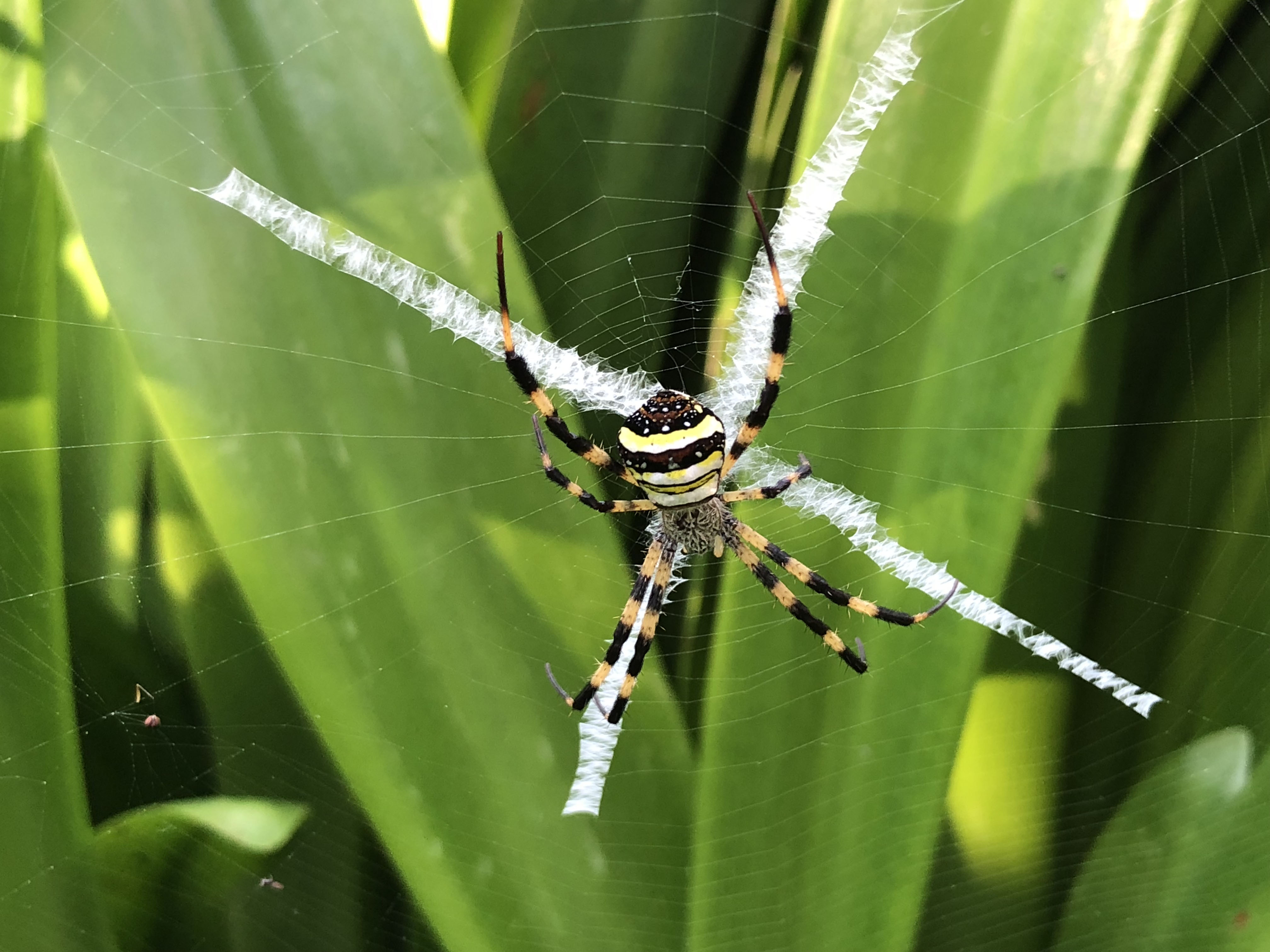 雨林蜘蛛侠;雨林;蜘蛛