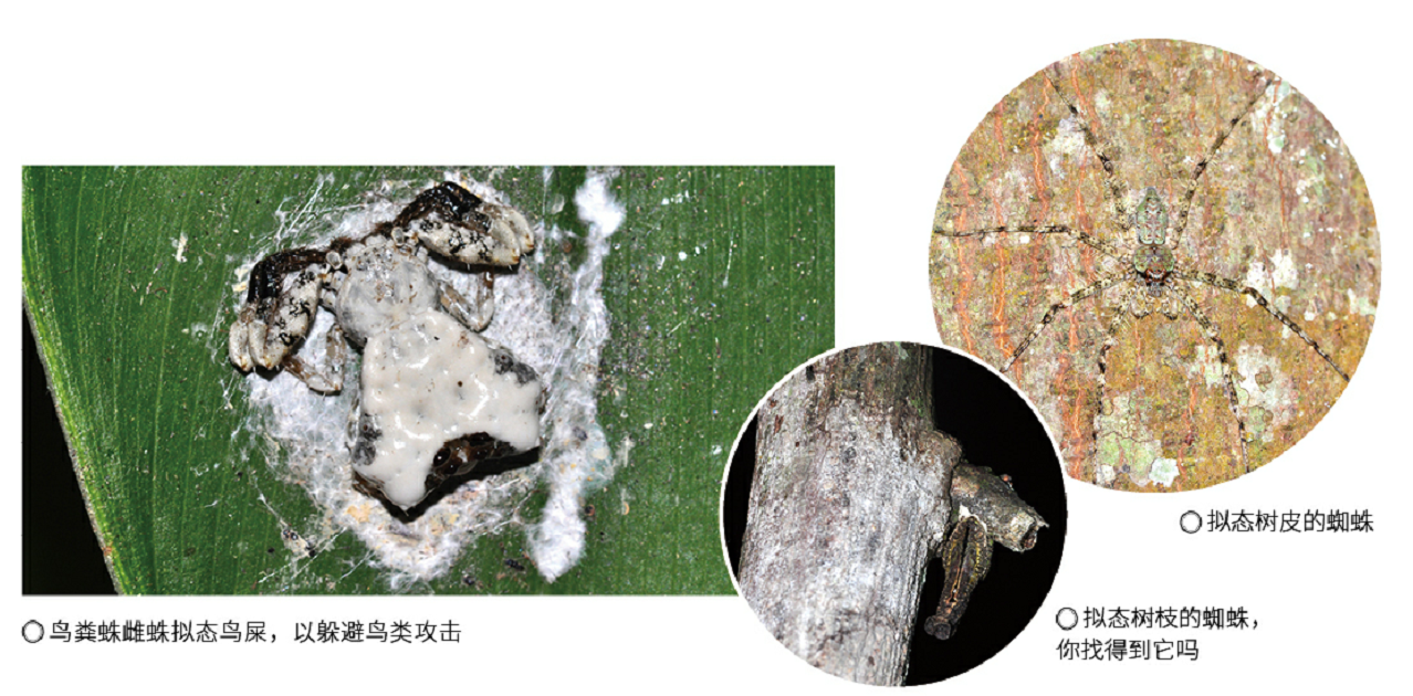 雨林蜘蛛侠;雨林;蜘蛛