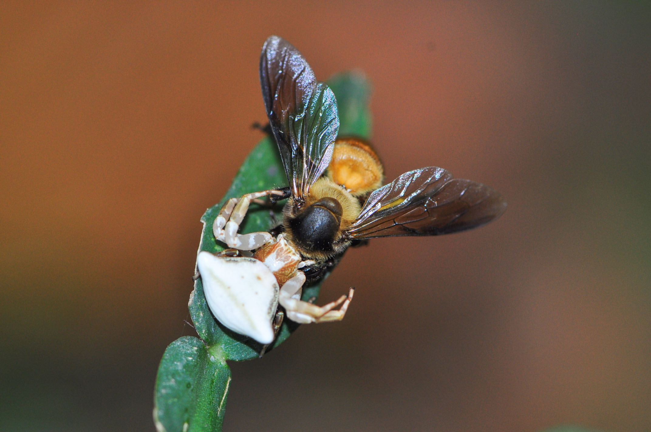 雨林蜘蛛侠;雨林;蜘蛛