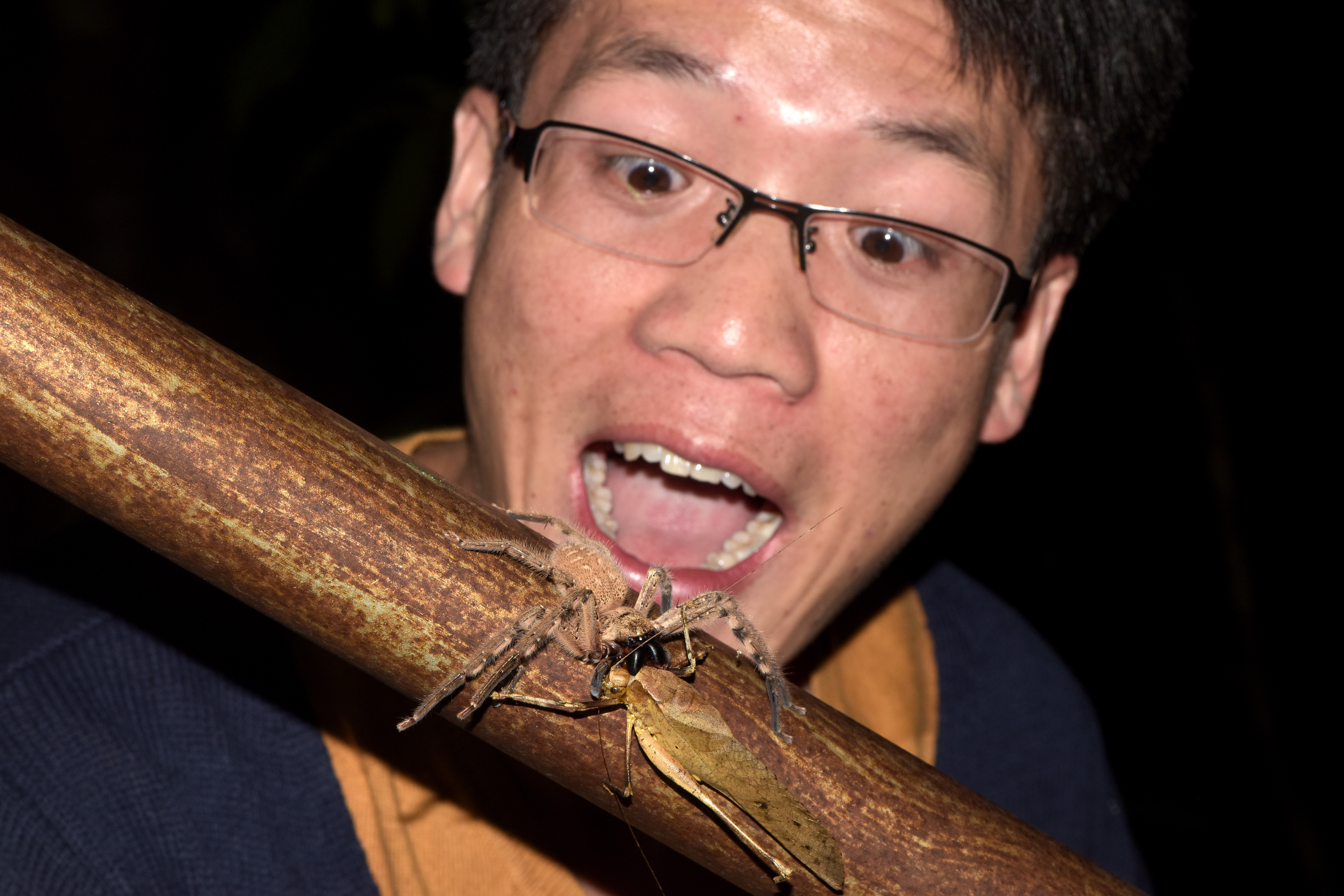 雨林蜘蛛侠;雨林;蜘蛛