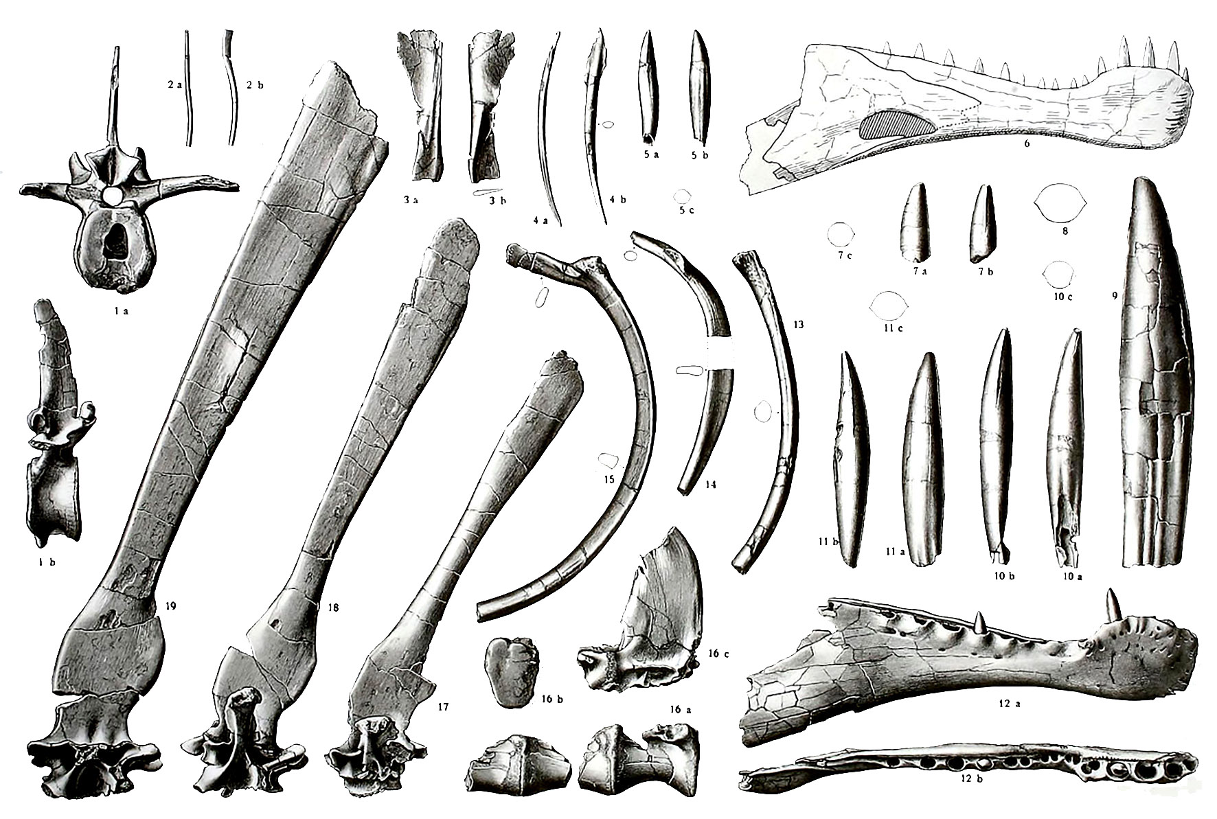 棘龙;恐龙;棘龙生活