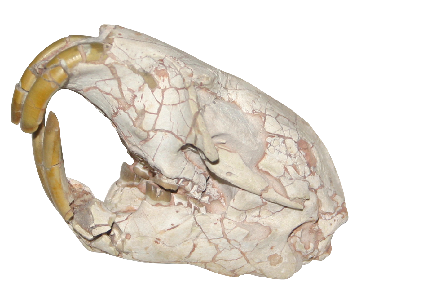 史前河狸;历史;魔鬼的螺旋 史前河狸;历史;魔鬼的螺旋