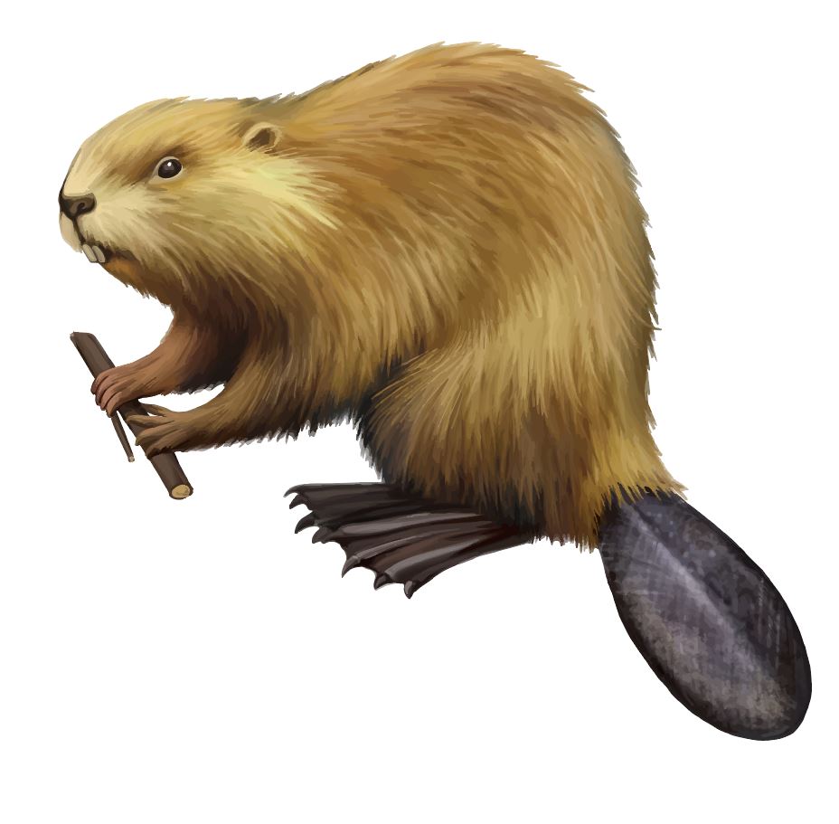 史前河狸;历史;魔鬼的螺旋 史前河狸;历史;魔鬼的螺旋