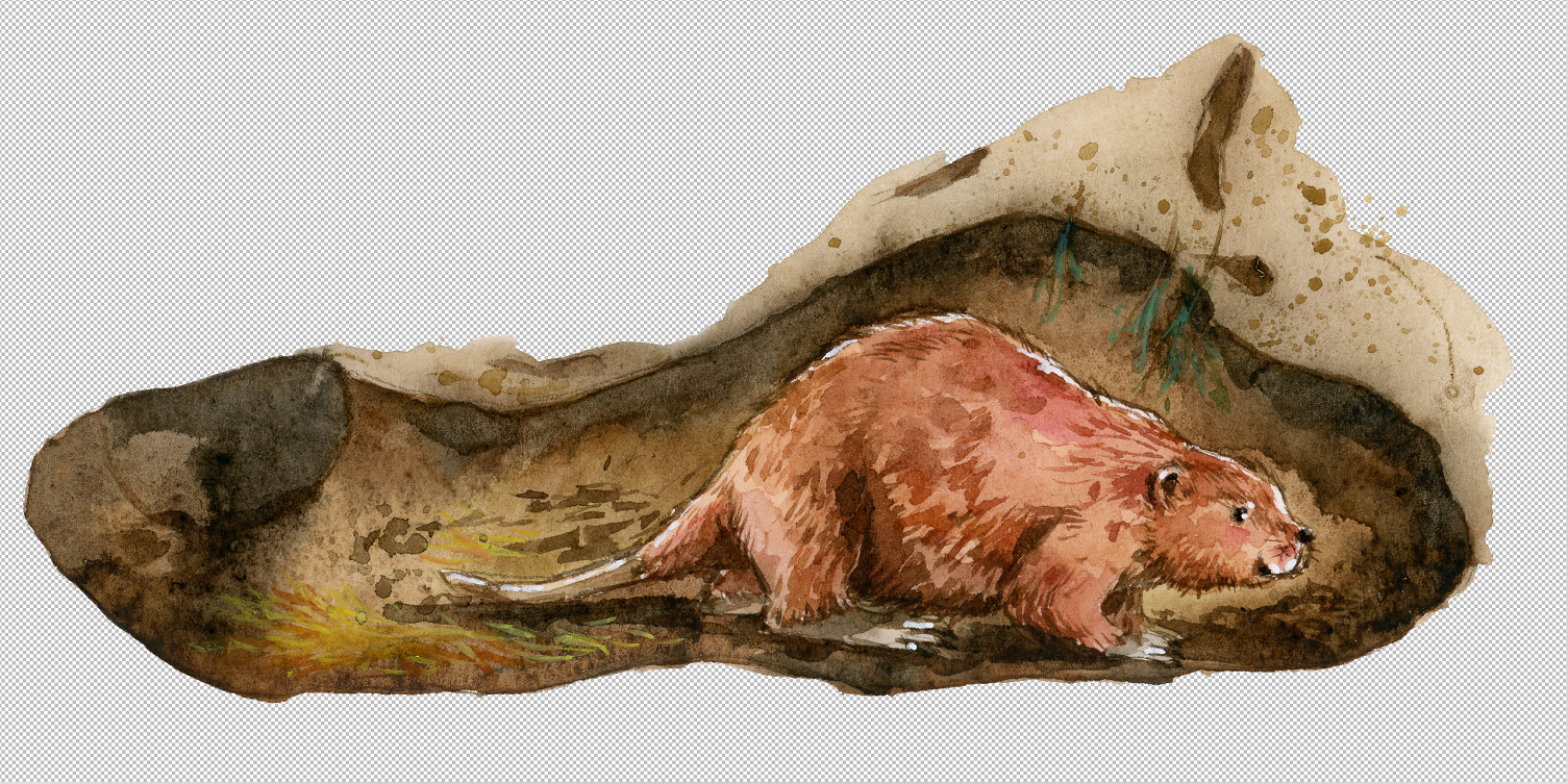 史前河狸;历史;魔鬼的螺旋 史前河狸;历史;魔鬼的螺旋