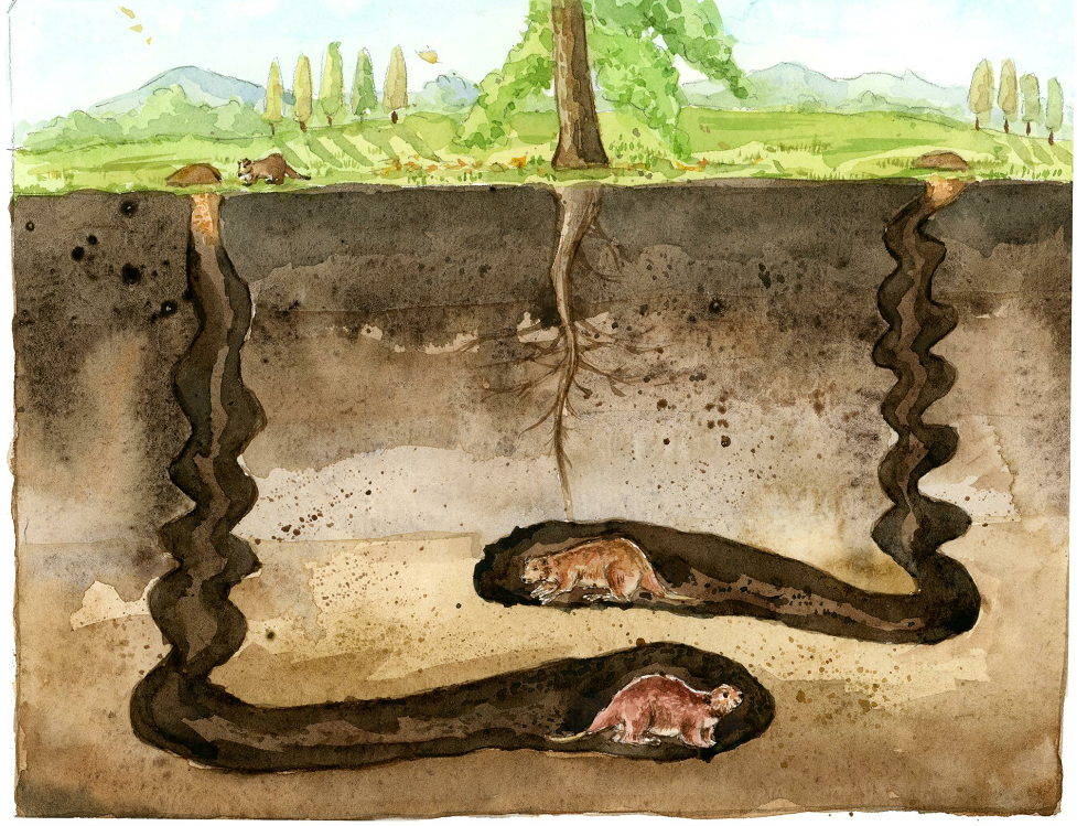 史前河狸;历史;魔鬼的螺旋 史前河狸;历史;魔鬼的螺旋