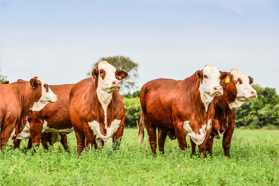 家牛;牛;瘤牛 家牛;牛;瘤牛