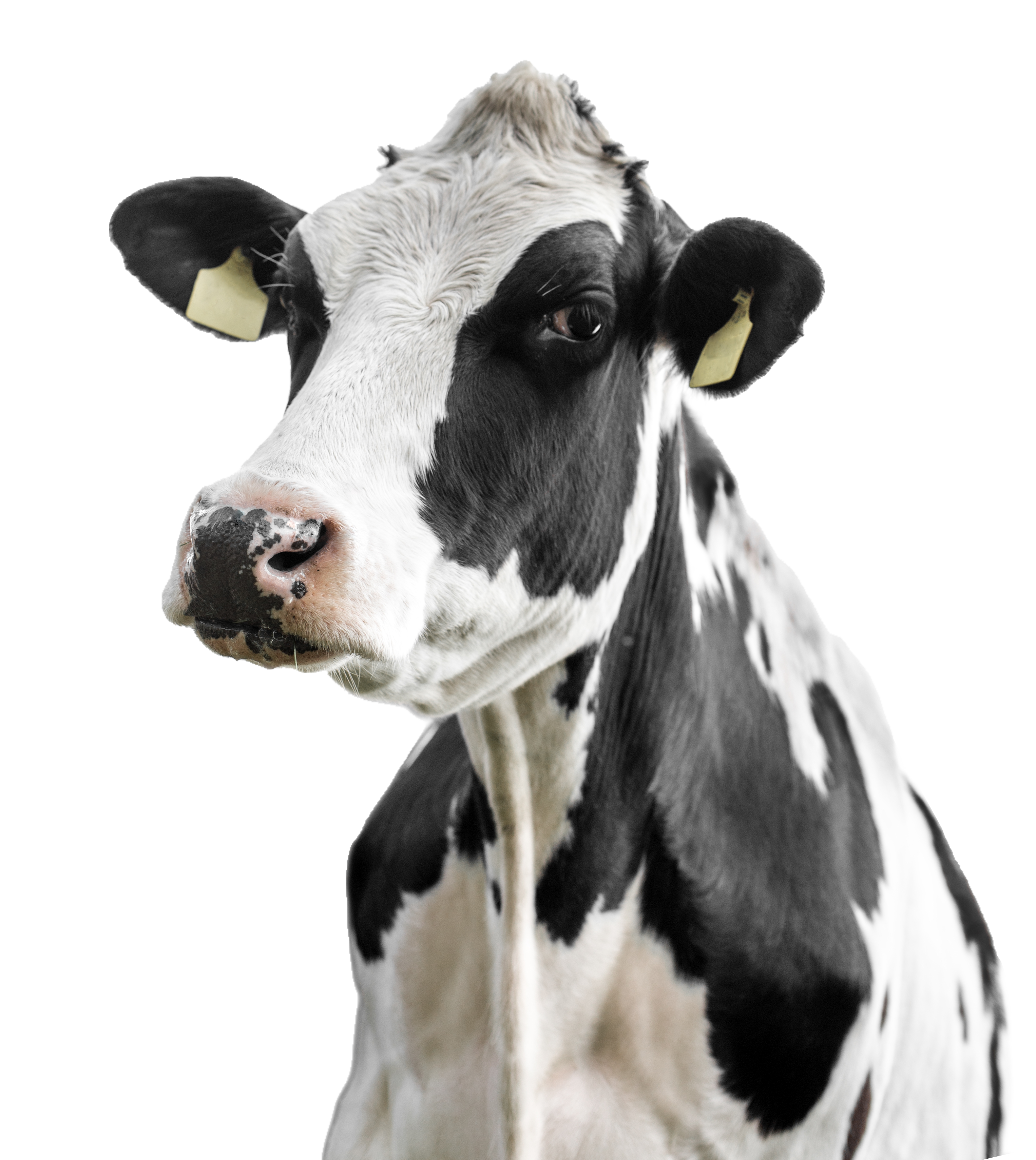 荷斯坦牛 荷斯坦牛