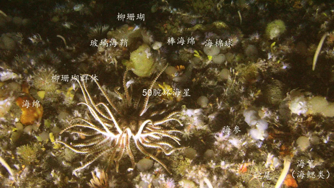 南极半岛;陆架海底软泥底;动物世界