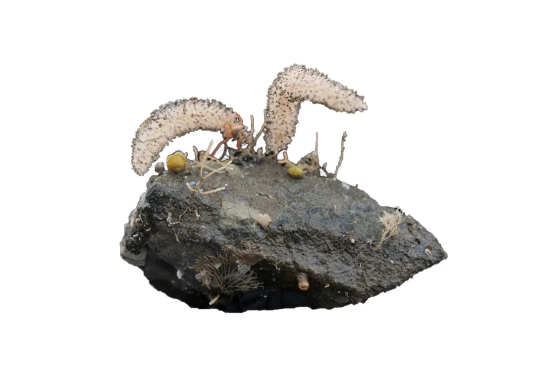 海底坠石;生物种类